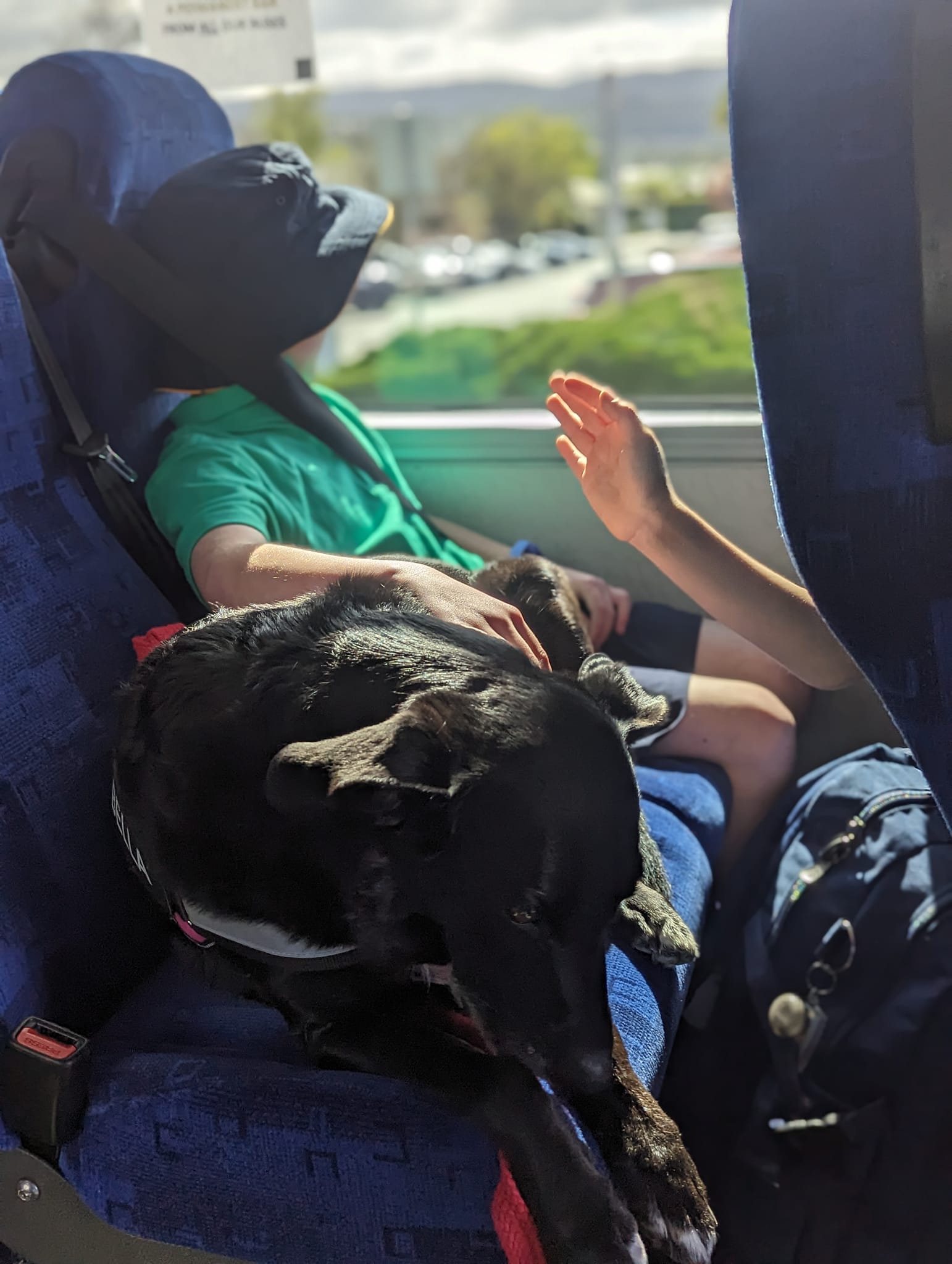 Dogs in Schools hero