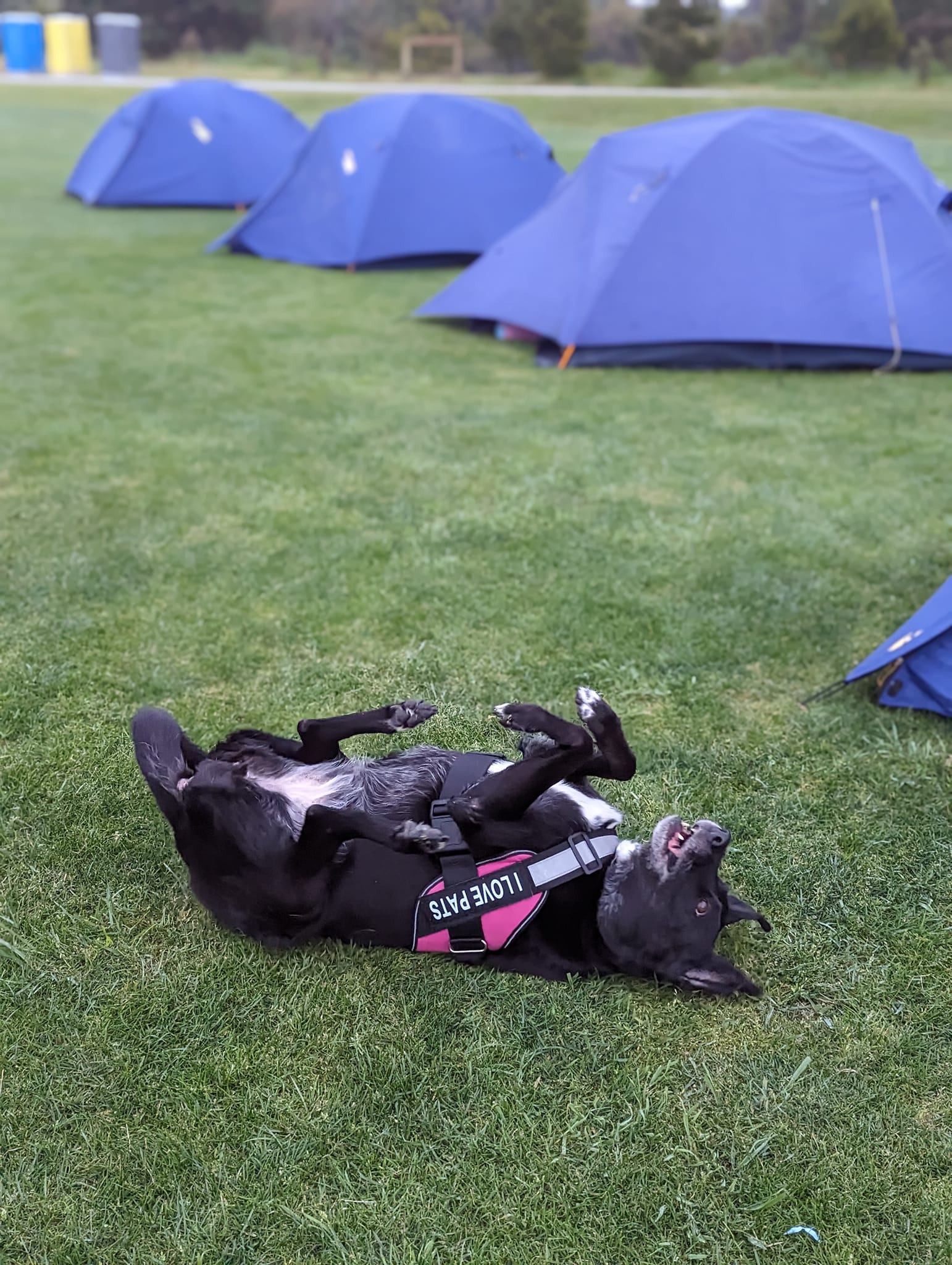 Dogs in Schools hero