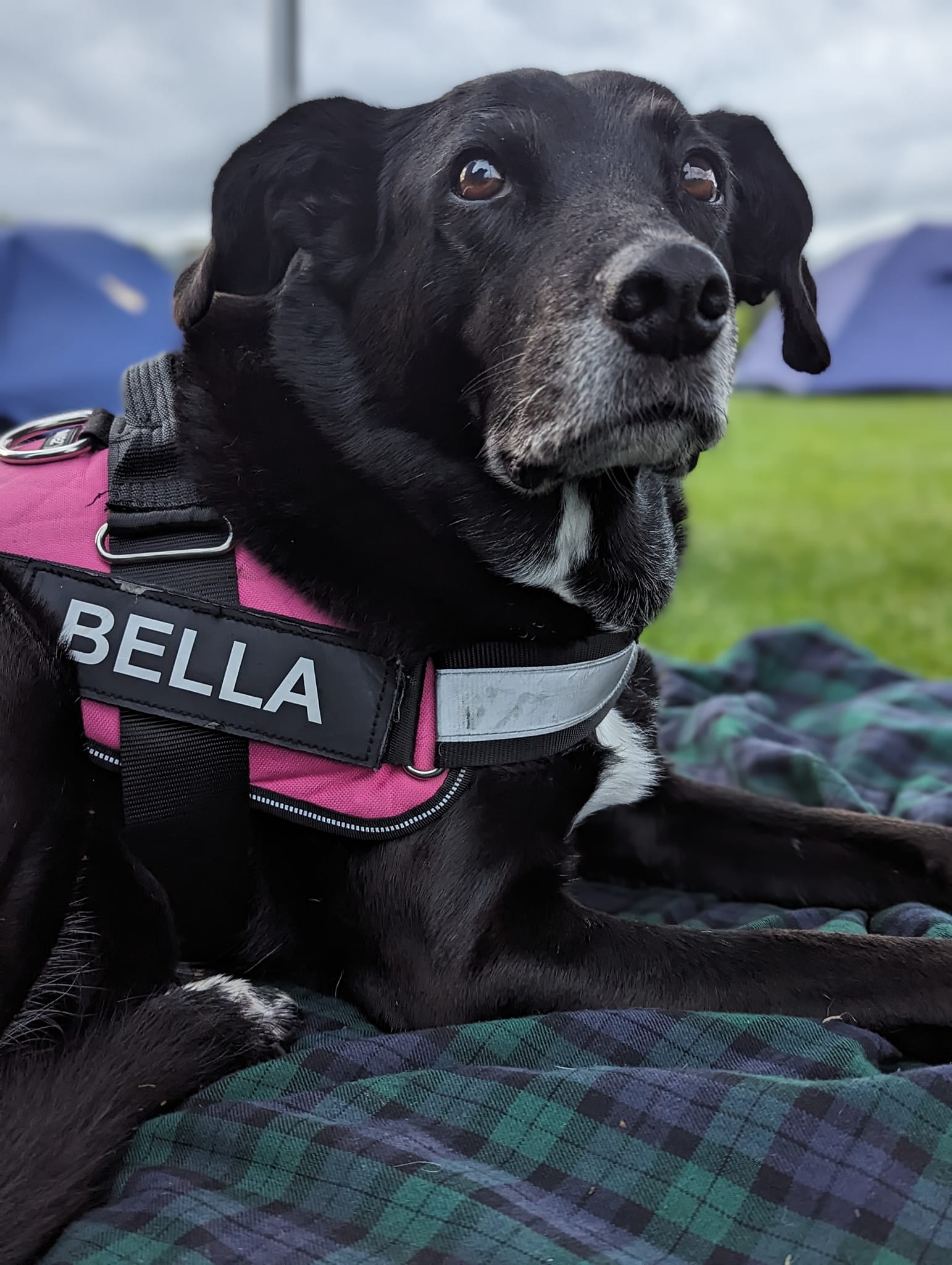 Dogs in Schools hero